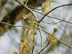 Phylloscopus trochilus