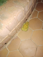 Duttaphrynus melanostictus