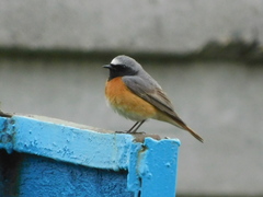 Phoenicurus phoenicurus