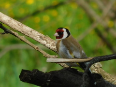 Carduelis carduelis