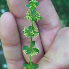 Cruciata glabra