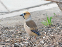 Coccothraustes coccothraustes