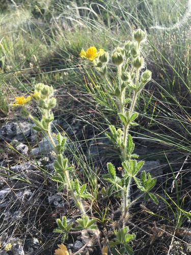 nátržník priamy (Potentilla recta)