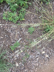 Dichanthium sericeum