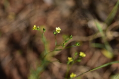 Linum corymbulosum