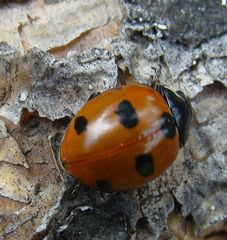 Coccinella magnifica