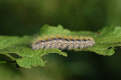 Diacrisia purpurata