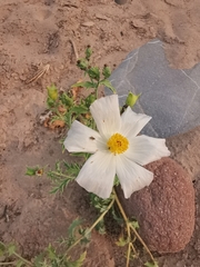 Argemone grandiflora