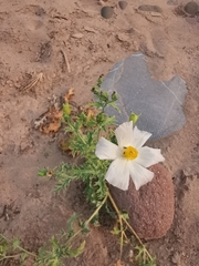 Argemone grandiflora