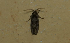 Eriocottidae