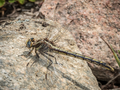 Phanogomphus spicatus