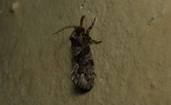 Eriocottidae