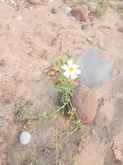 Argemone grandiflora