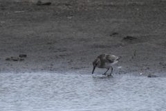 Calidris pusilla