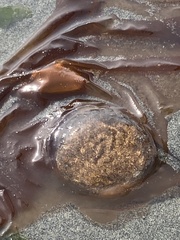 Chrysaora fuscescens