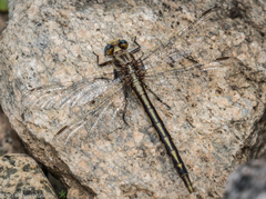 Phanogomphus spicatus
