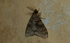 Lymantria incerta