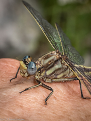 Phanogomphus spicatus