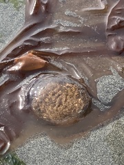 Chrysaora fuscescens