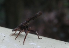 Pyrops candelaria