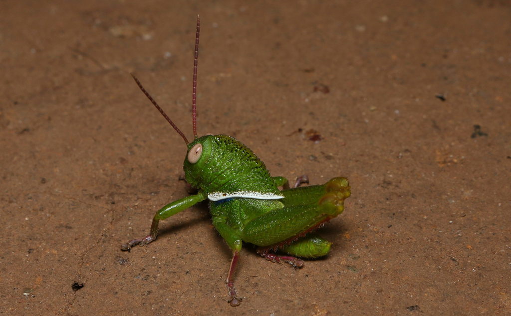 Pelecinotus