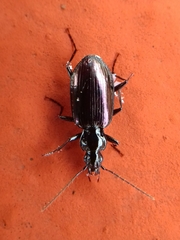 Platyninae