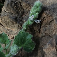 Lafuentea rotundifolia