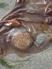 Chrysaora fuscescens