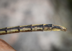 Phanogomphus spicatus