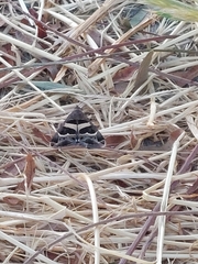 Grammodes stolida