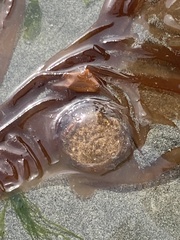 Chrysaora fuscescens