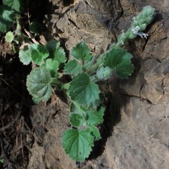 Lafuentea rotundifolia