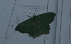 Episothalma robustaria