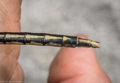 Phanogomphus spicatus