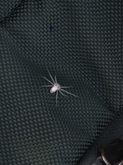 Gephyrellula violacea