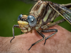 Phanogomphus spicatus