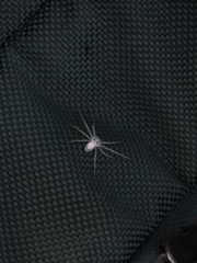 Gephyrellula violacea