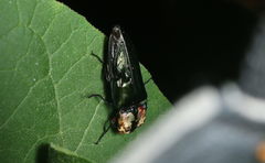 Elateridae