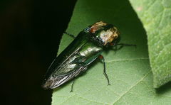 Elateridae
