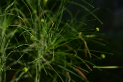 Asphodeline liburnica