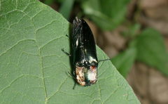 Elateridae