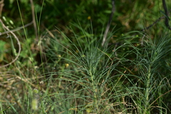 Asphodeline liburnica