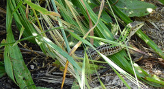 Podarcis siculus