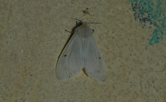 Scirpophaga excerptalis