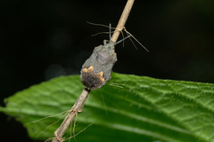 Megymenum brevicorne