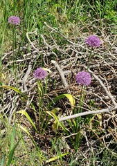 Allium giganteum