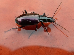 Platyninae