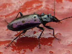 Platyninae