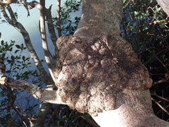 Cylindrocarpon didymum