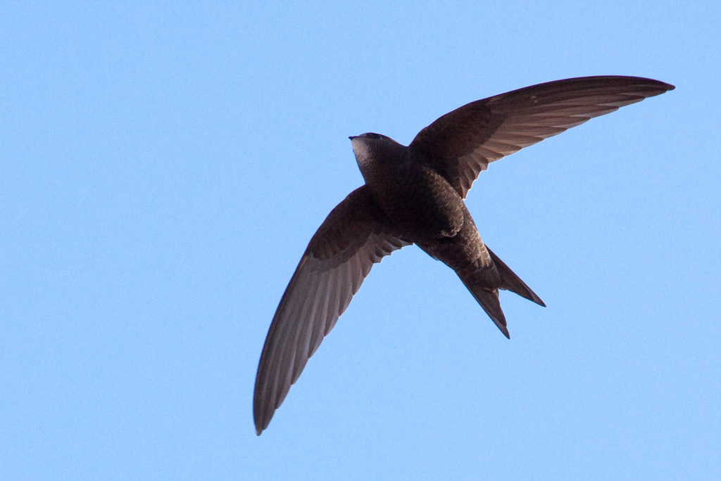 Western Common Swift